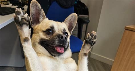 Ten of the sweetest pooches at Battersea Dogs Home .